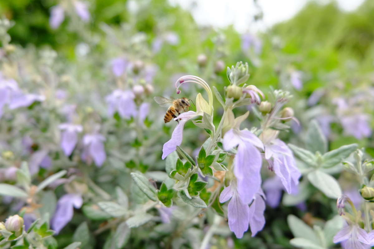 水果蓝别名灌从石蚕