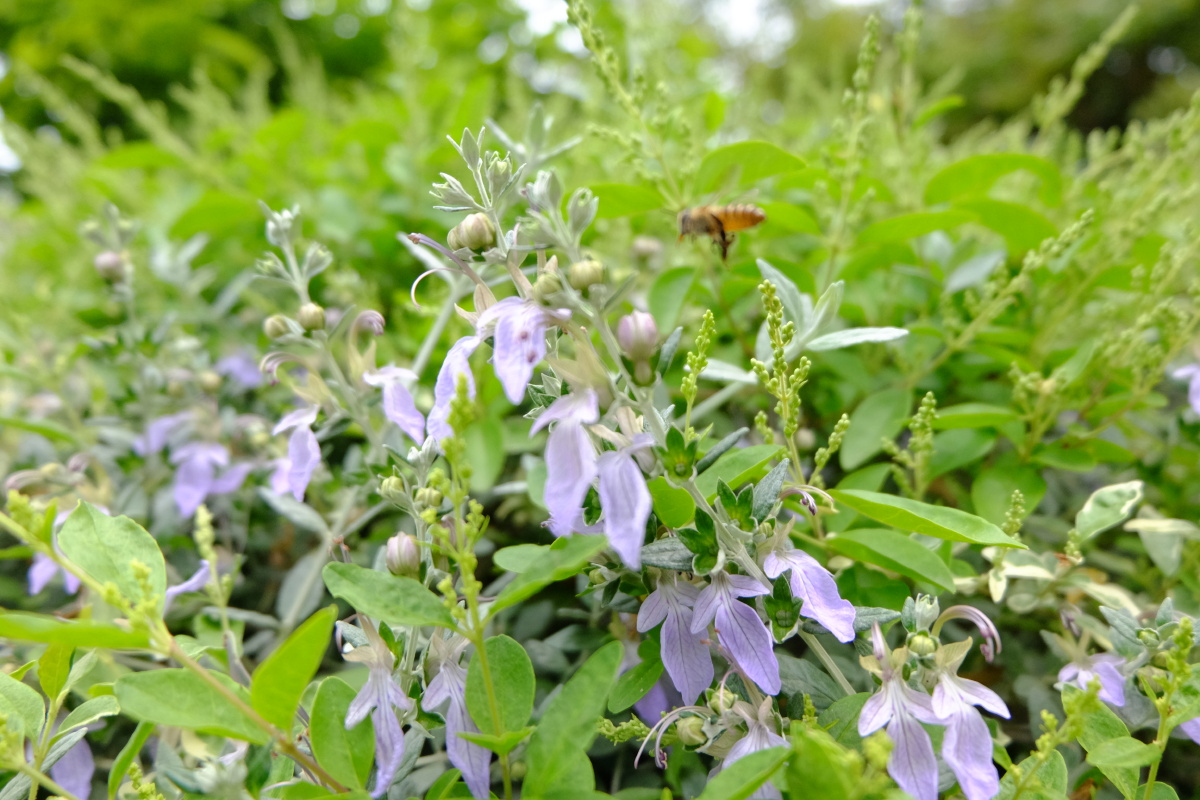 水果蓝别名灌从石蚕