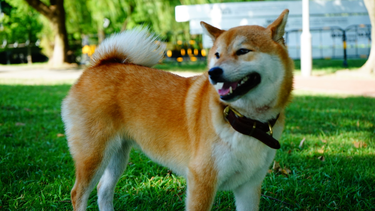 日本柴犬松狮中华田园犬
