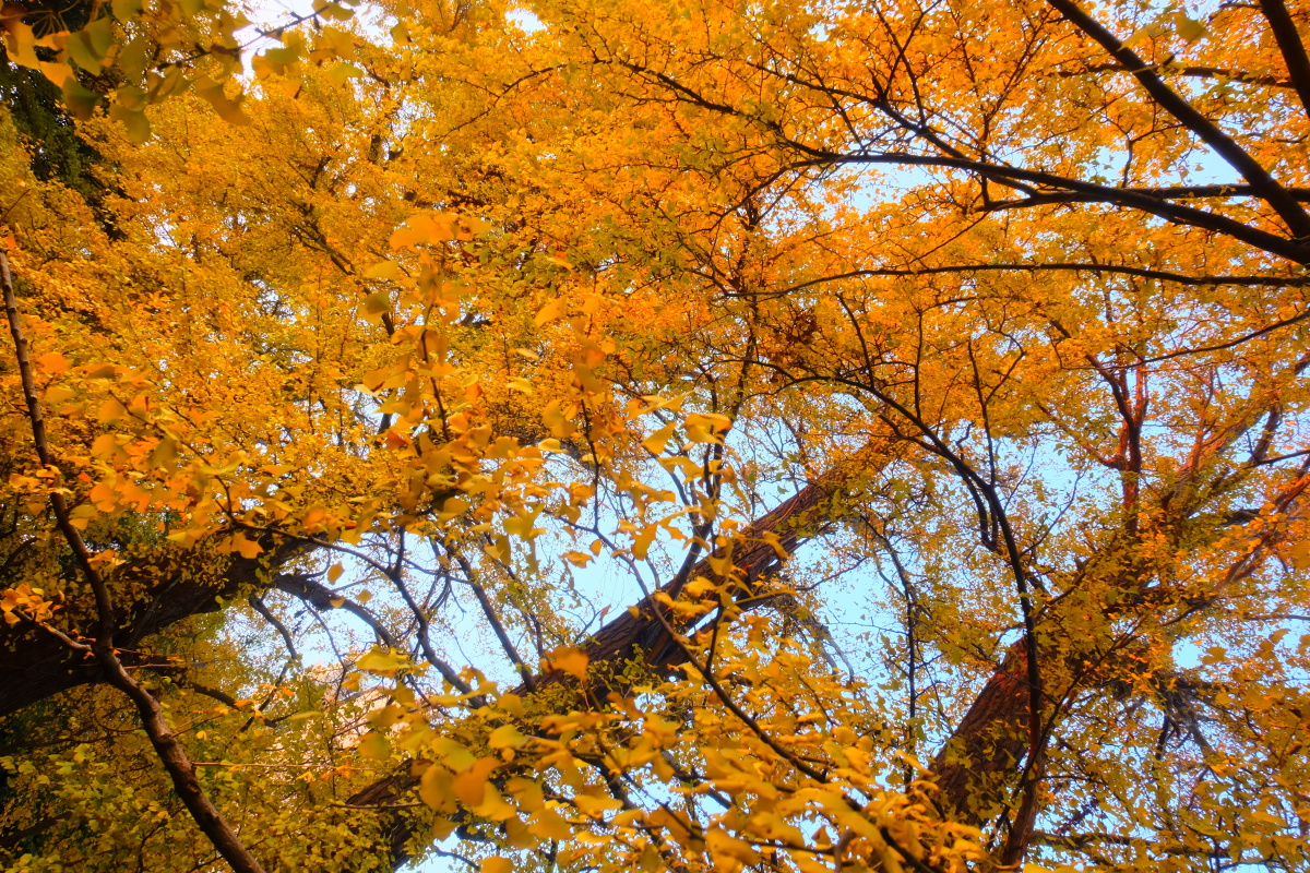 2019年秋天上海宝山清朝银杏树