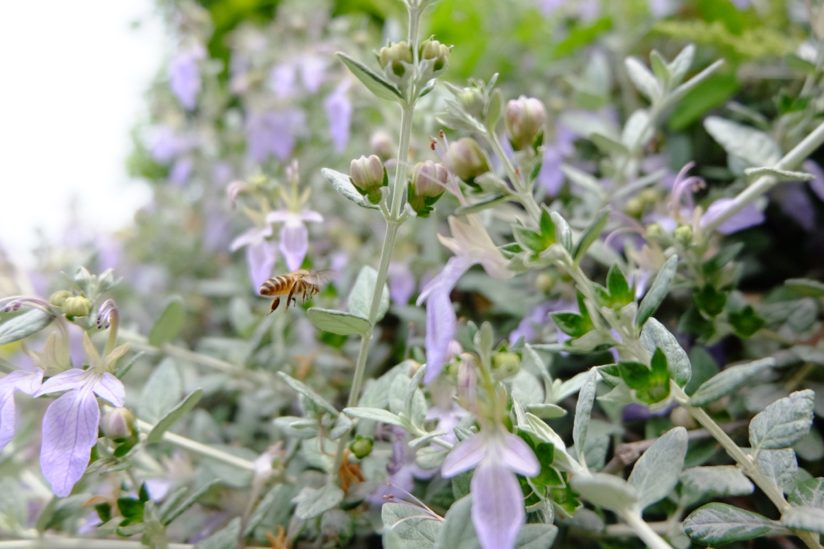 水果蓝,别名:灌从石蚕 - 安琪儿全景注册摄影师 - 图虫