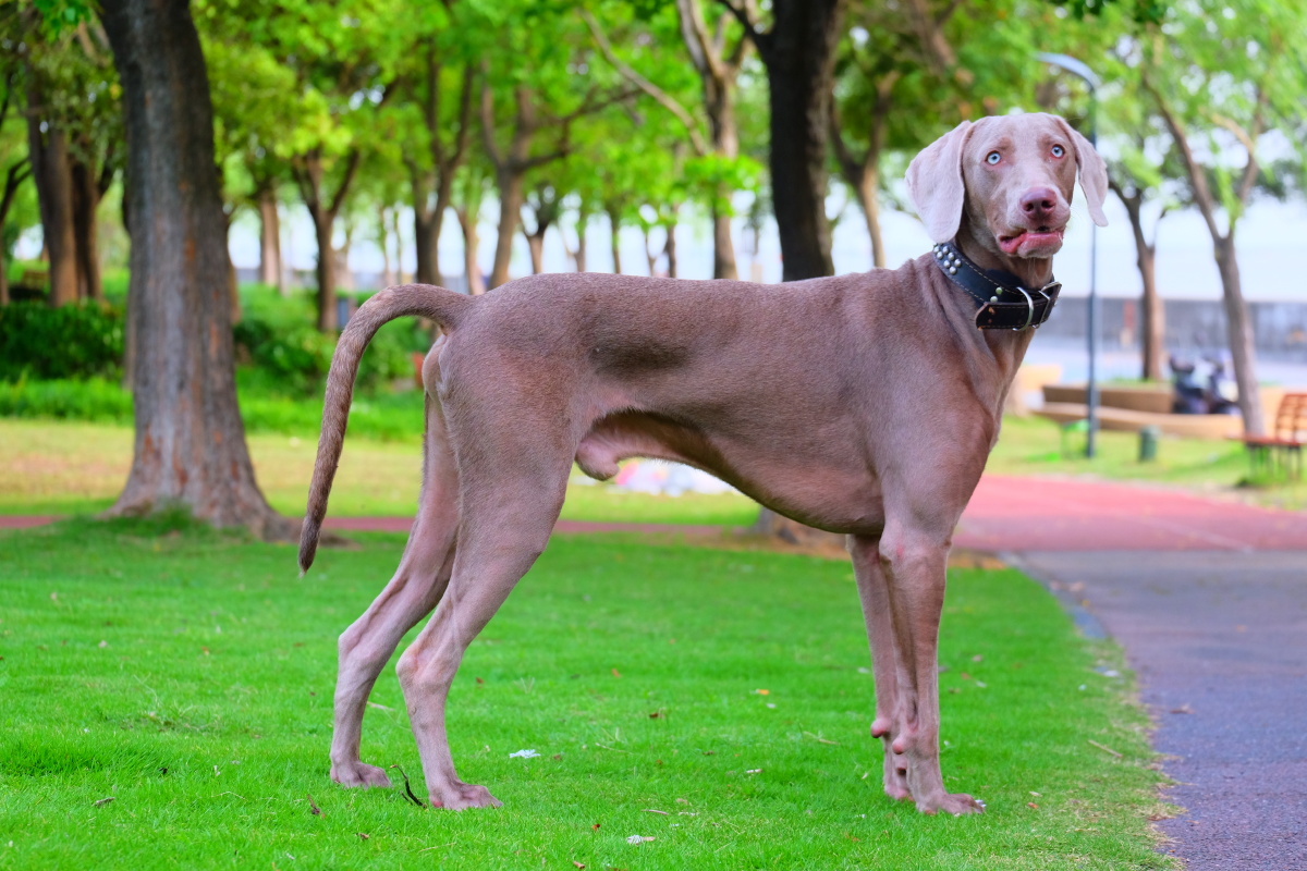 魏玛猎犬 - 安琪儿全景注册摄影师 - 图虫