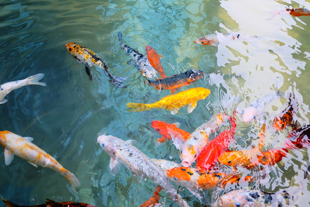 锦鲤- 安琪儿全景注册摄影师