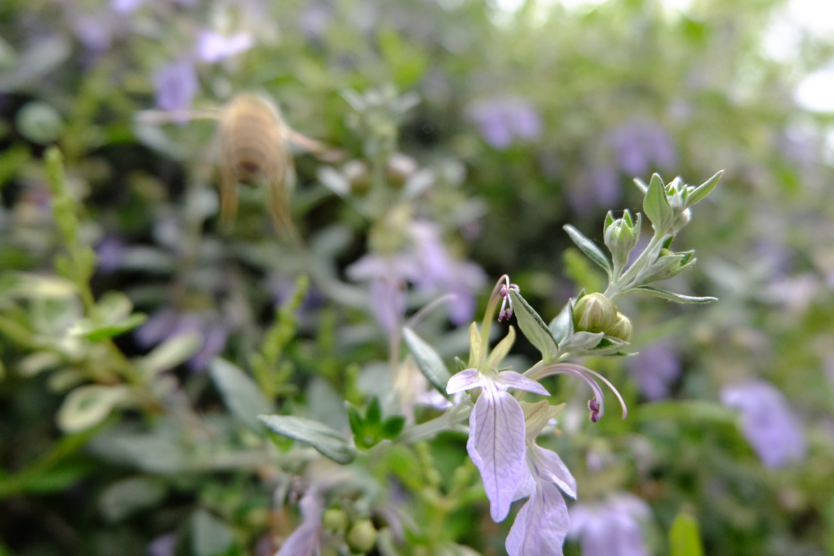 水果蓝别名灌从石蚕