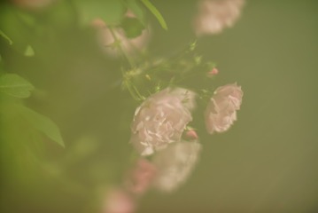 119080