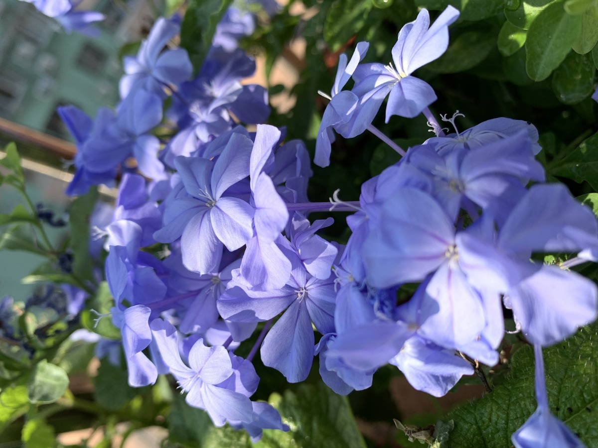 阳台的蓝雪莲开了