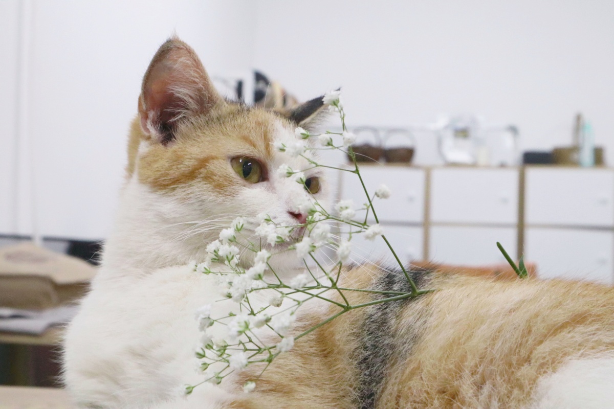 猫和花