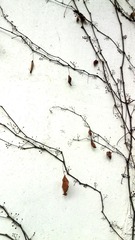 IMG_20130208_171036.jpg