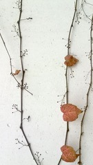 IMG_20130208_170914.jpg