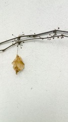 IMG_20130208_170707.jpg