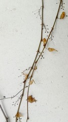 IMG_20130208_170657.jpg