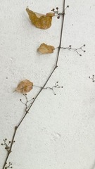 IMG_20130208_170640.jpg