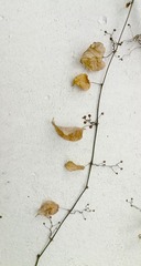 IMG_20130208_170629.jpg