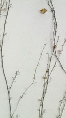 IMG_20130208_170604.jpg