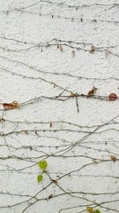 IMG_20130208_170534.jpg