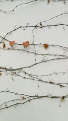 IMG_20130208_170453.jpg