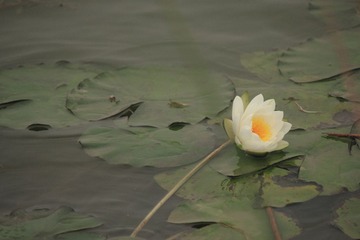 潘安湖0011