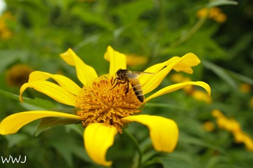 IMG_7098.JPG-1-2