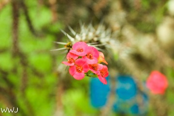 IMG_7106.JPG-1-2
