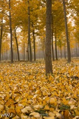 IMG_9012-1-2
