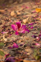 IMG_9300-1