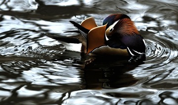 _DSC8177.JPG