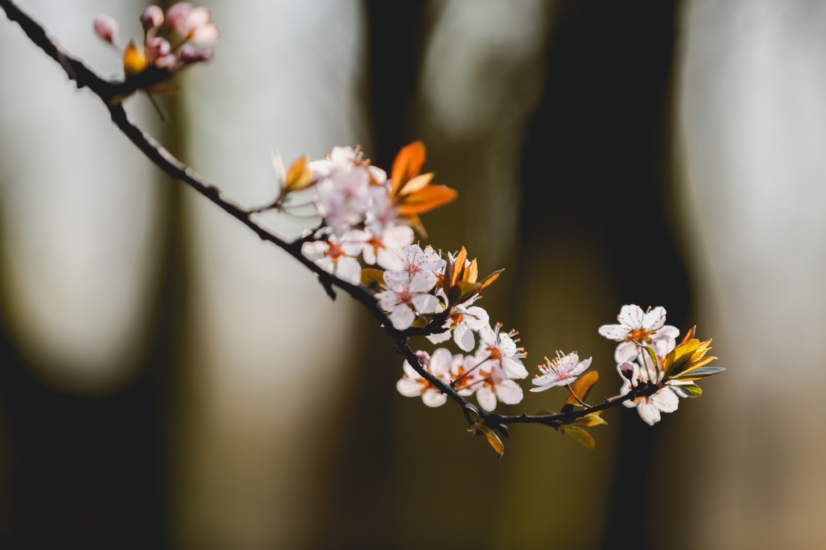 春意- 老苗子一一自由摄影人 - 图虫