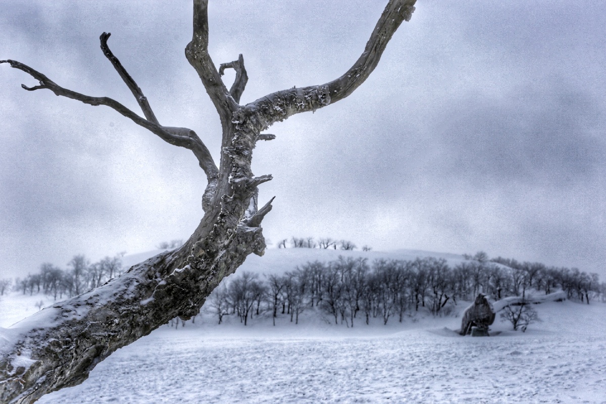 在空寂的雪原上,阴云密布,这棵死去多年而不倒的枯树,期待