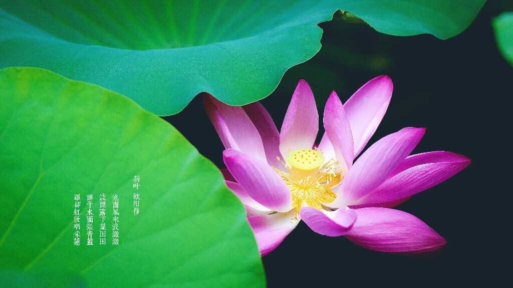 荷<br />
