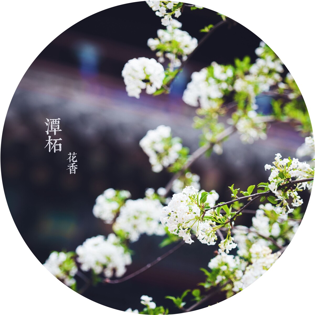 潭柘花香——1<br />
我总是对小而精致的花朵情有独钟。虽然不知道这种花叫什么，不过还是很喜欢。