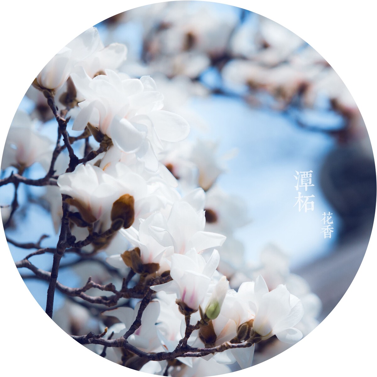 潭柘花香——2<br />
既然是玉兰节，不能不放上一张玉兰的片子。洁白的玉兰，簇拥绽放着积攒了一冬的能量。