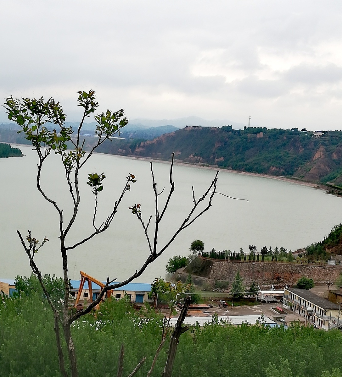 春天的的黄河湿地公园