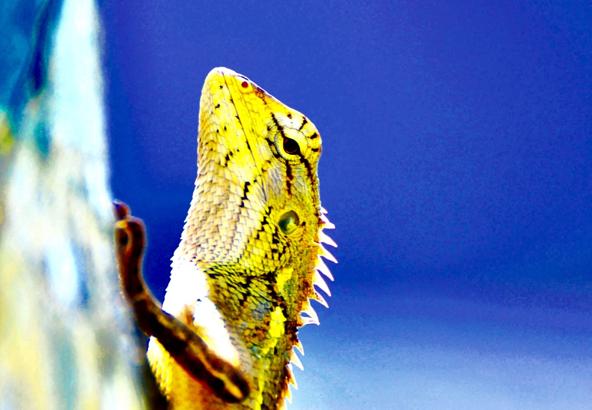 海南临高称蜥蜴为"雷公马"老玩童米米关注