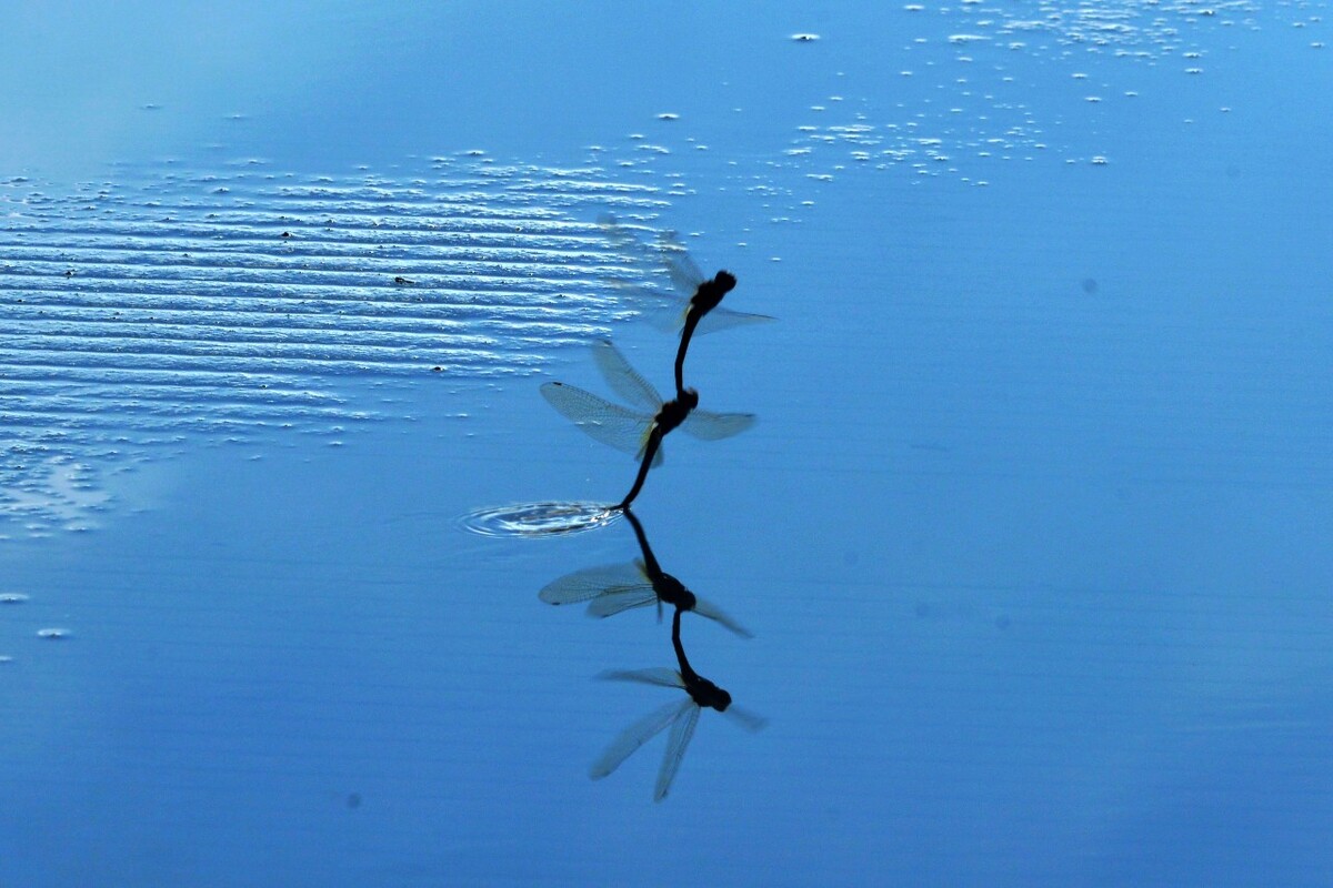 蜻蜓点水
