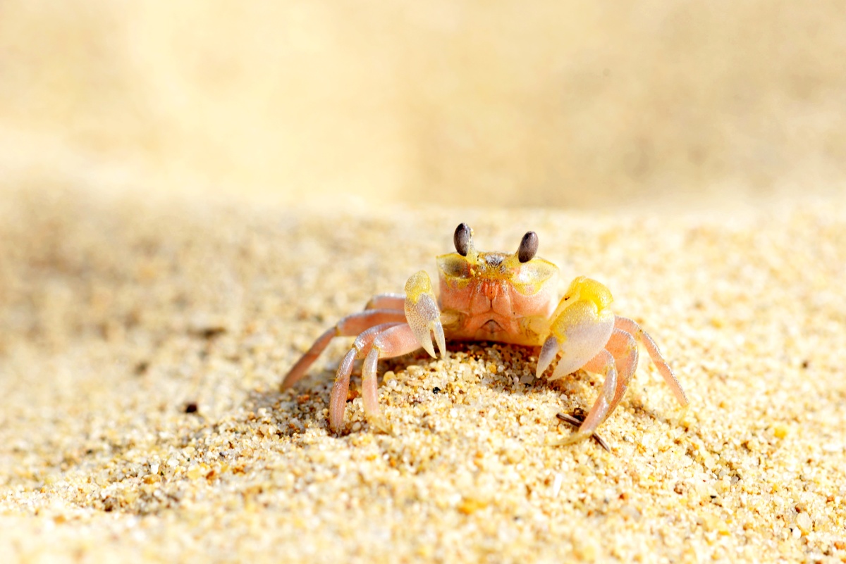 海南·海棠湾·海滩上的小螃蟹,如五角硬币大小,海滩上的机