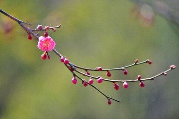 162055