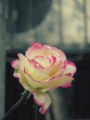 IMG_2112_2web