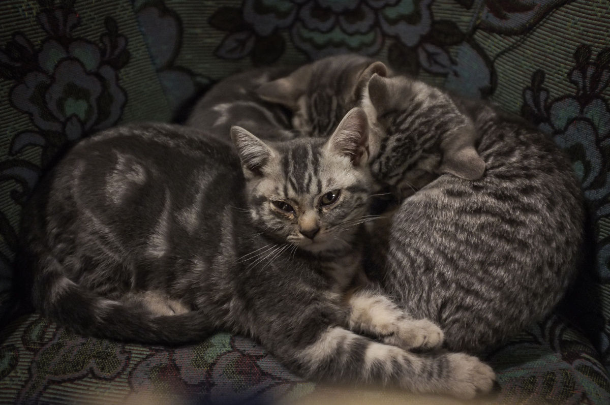 三只猫 br /> 慵懒的午后,咖啡厅里,三只蜷缩在一起的猫,当我接近的