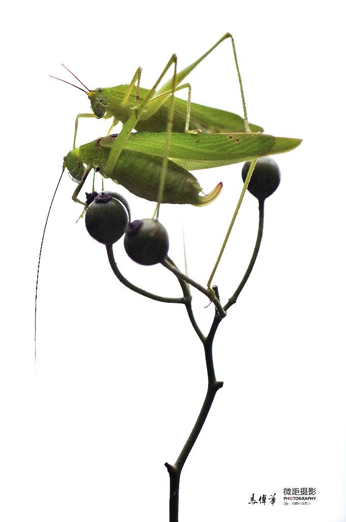 昆虫也有自己的情感......