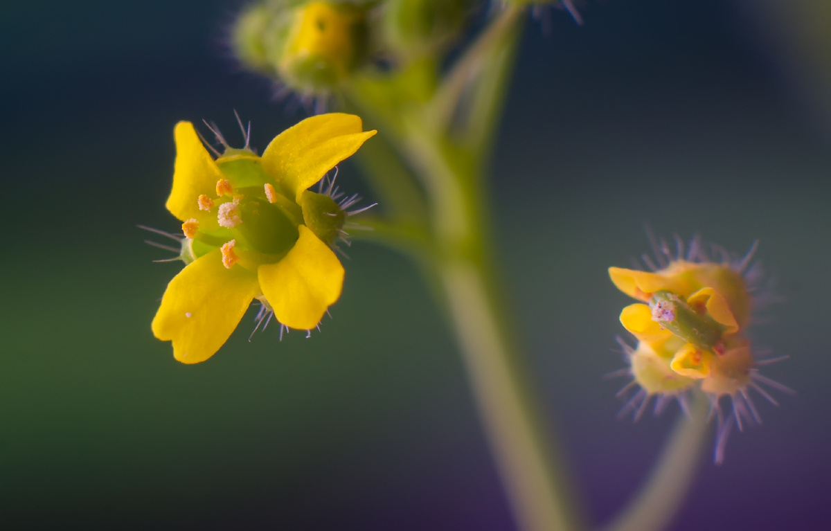 小野花61葶苈子