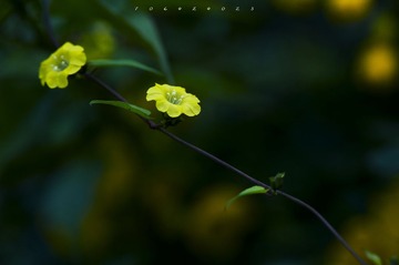 DSC_3295_conew1