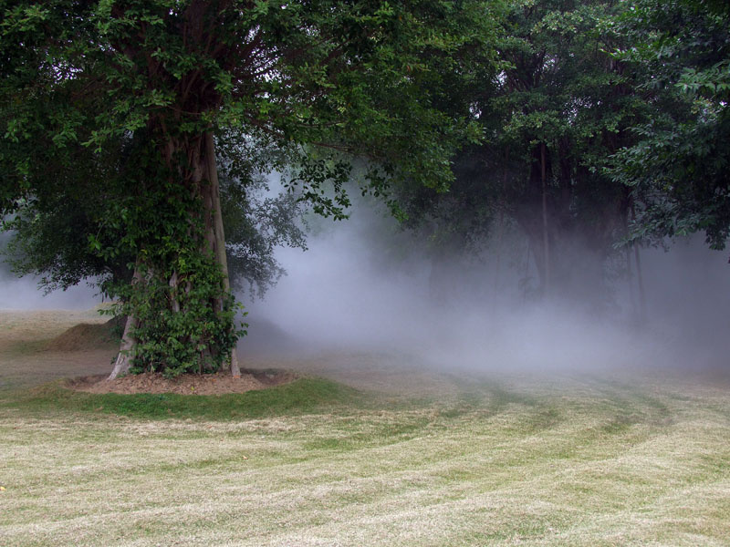 雾树-10 br /> 南宁南湖公园树木非常茂盛.