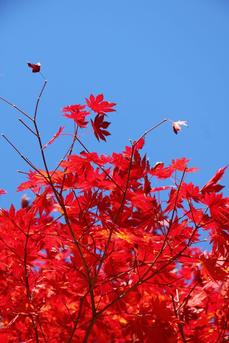 片片枫叶?情