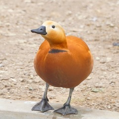 1220483
