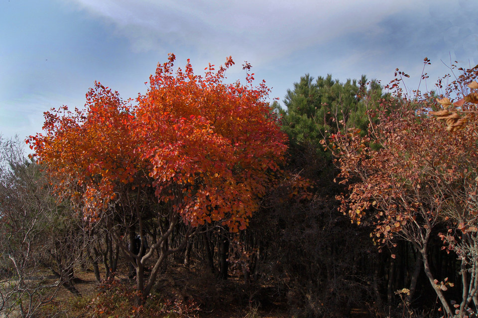 秋之红叶 10 - 严桥成 - 图虫网 - 最好的摄影师都在这