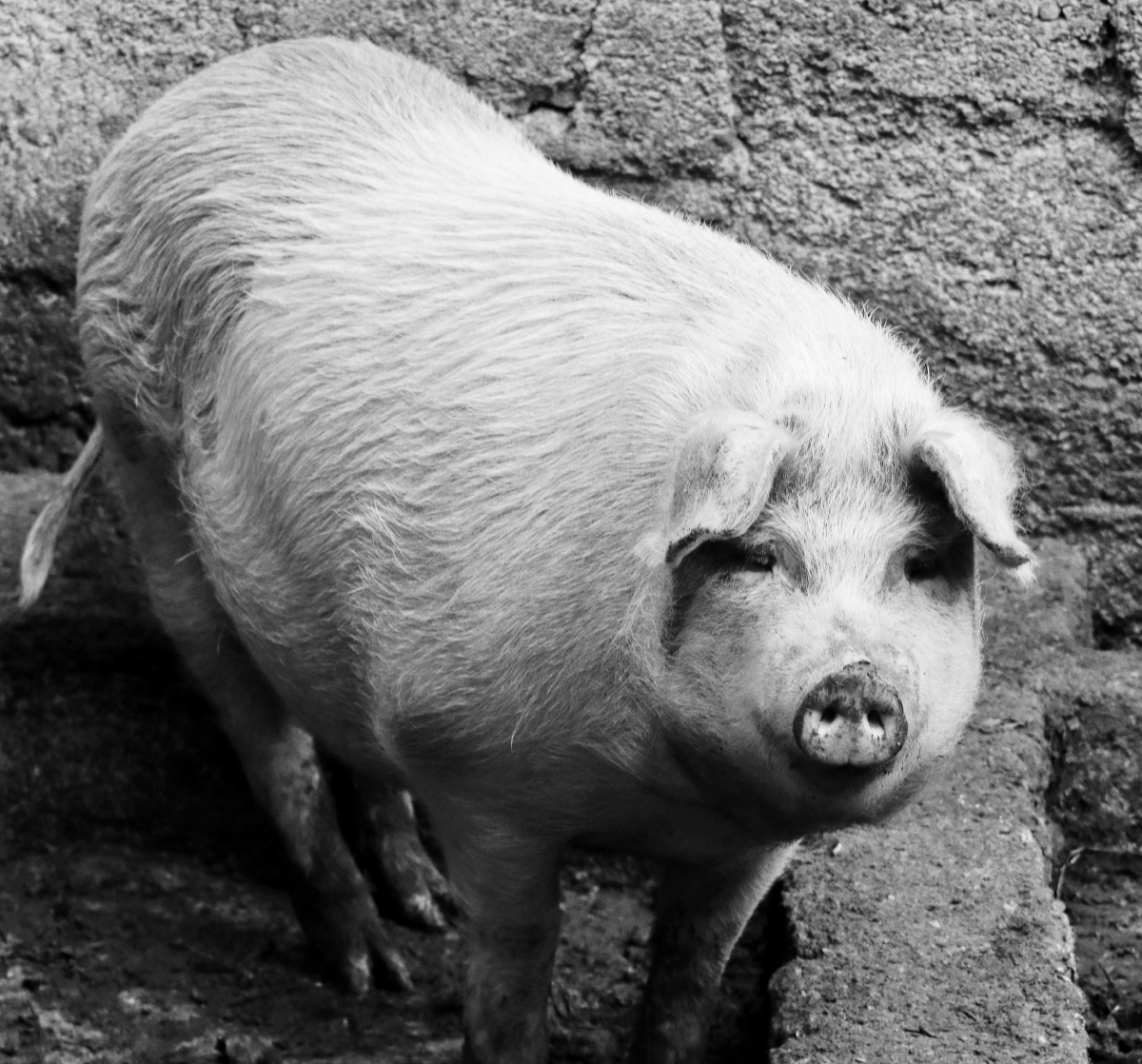 威宁猪 - 摄影师陶永恒 - 图虫