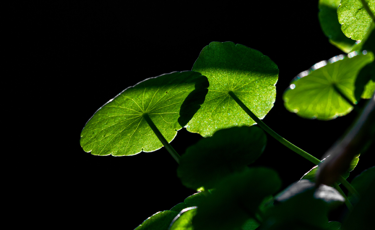 一叶一草总是情