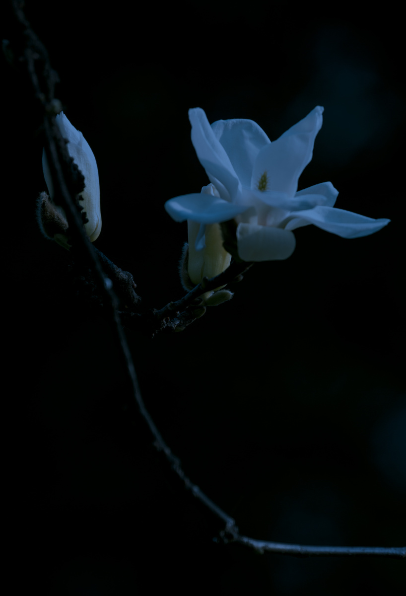 月光下的兰花妞