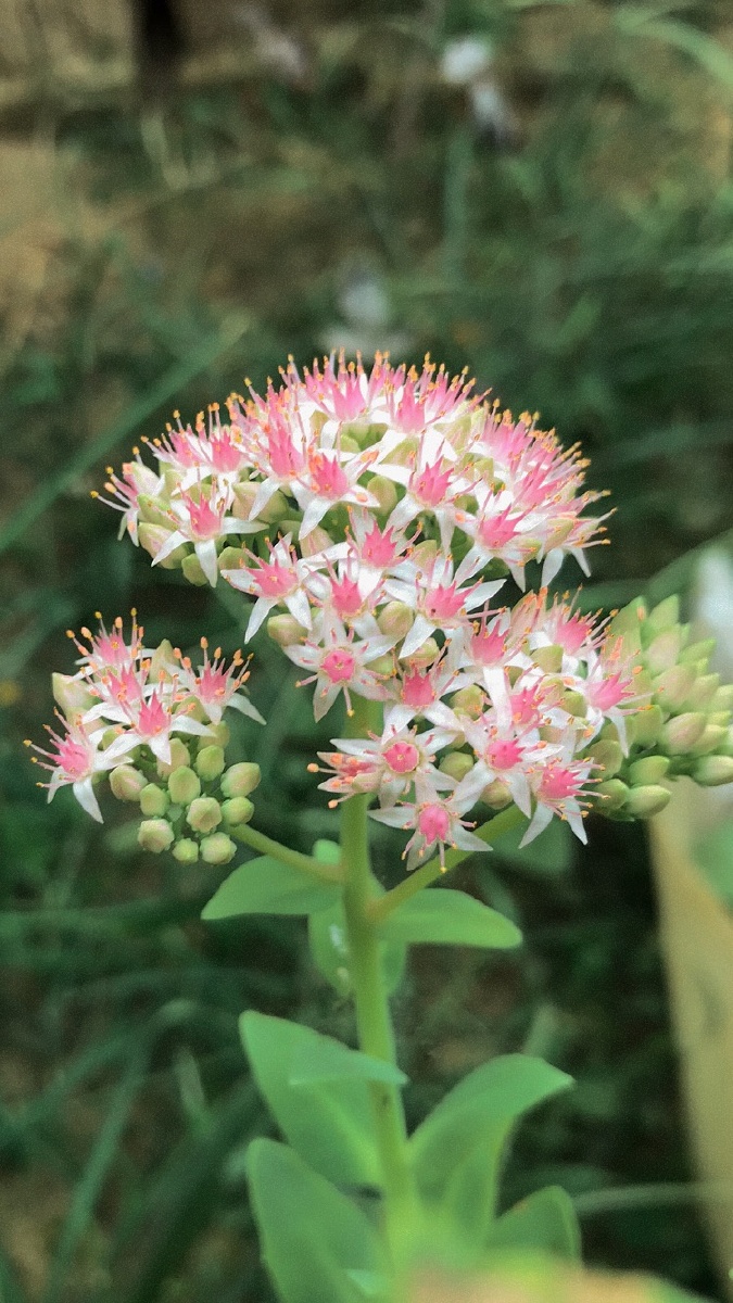 我们这叫痒痒草你们叫什么