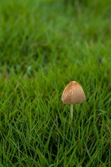 _IGP1447